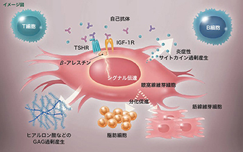 「甲状腺眼症治療薬　テッペーザ」2024年12月16日